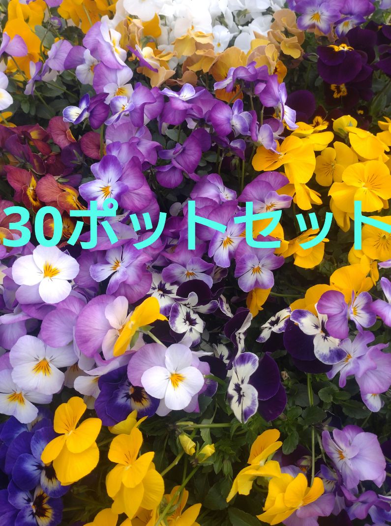 なセット! ビオラ DJ ディージェイ 30鉢セット 花苗 ビオラ 花壇 鉢植え かわいい オシャレ 苗 ビオラDJ ガーデニング 花 フラワー