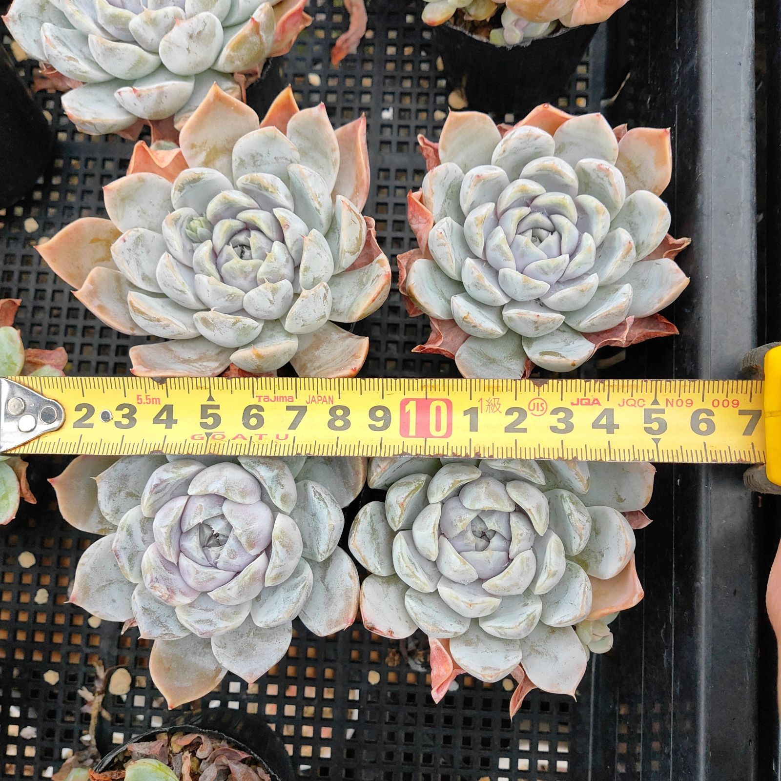 Snow Banny* スノーバニー 多肉植物 - メルカリ