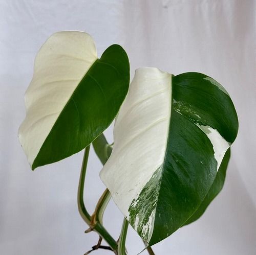 モンステラ ホワイトタイガー 斑入り★バリエガータ 観葉植物 レア 激レア!! モンステラ ホワイトタイガー(白斑入り) 全葉ハーフ