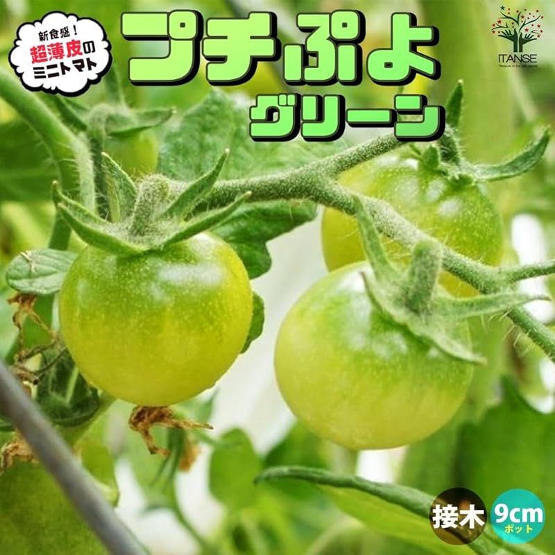 トマトの苗