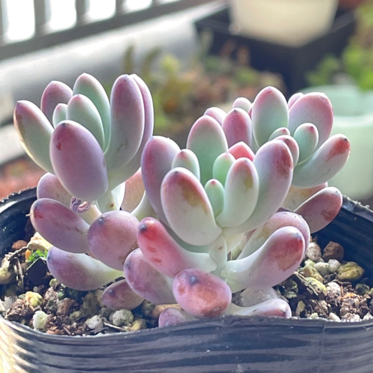 多肉植物 コミックトム❣️抜き苗 - メルカリ