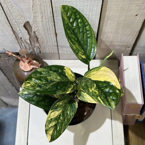 観葉植物 モンステラ シャトルコック 斑入り 4号硬質ポット 個体C(現品