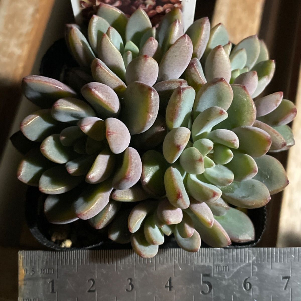 多肉植物 パープルドリーム❣️抜き苗 - 多肉ちゃん❣️クーポン商品