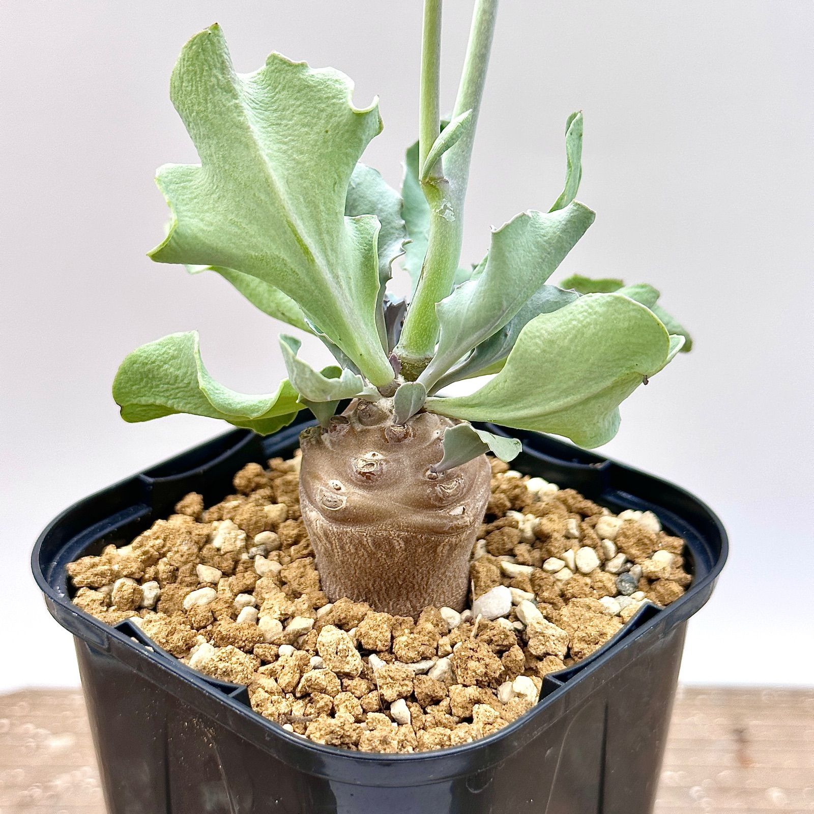 スペシャルオファ 写真2-5枚目 レア実生！ チレコドン 塊根 多肉植物 ポドレイアエ 塊根植物・コーデックス