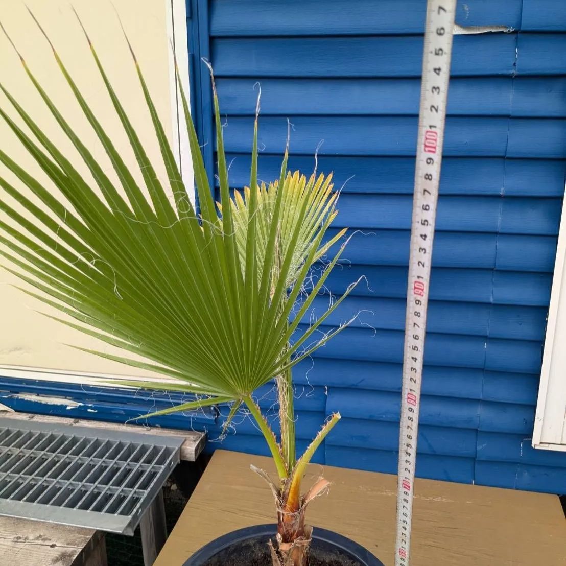 【現品】ワシントンヤシ（ワシントニアパーム）　10号　BR番 現品】ワシントンヤシ（ワシントニアパーム） 10号 BR番 現品