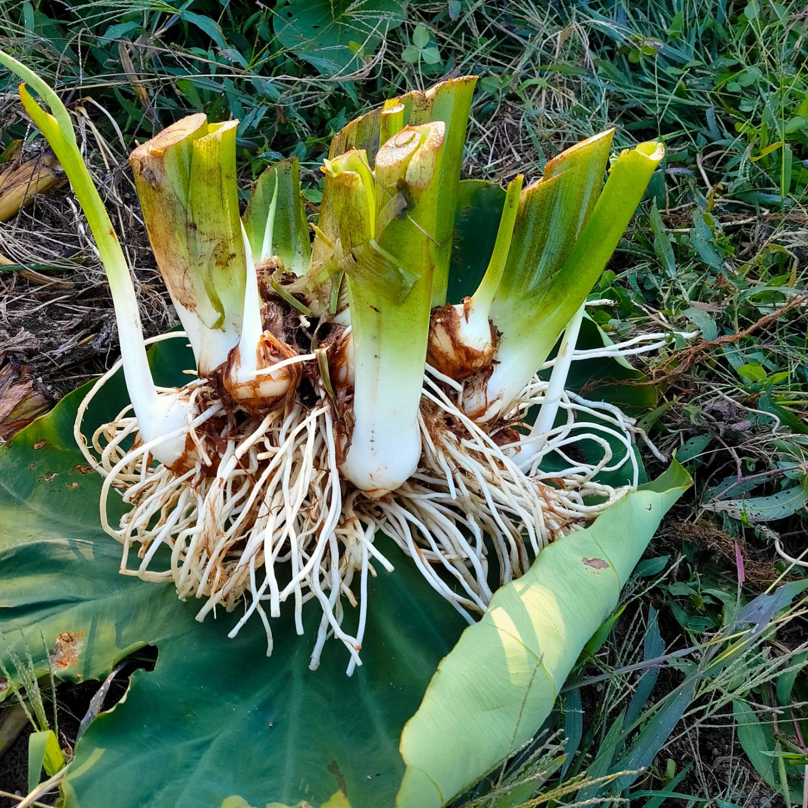 日随時発送〜常温便野菜セット】秋田県産 自然農法 野菜セット サイズ