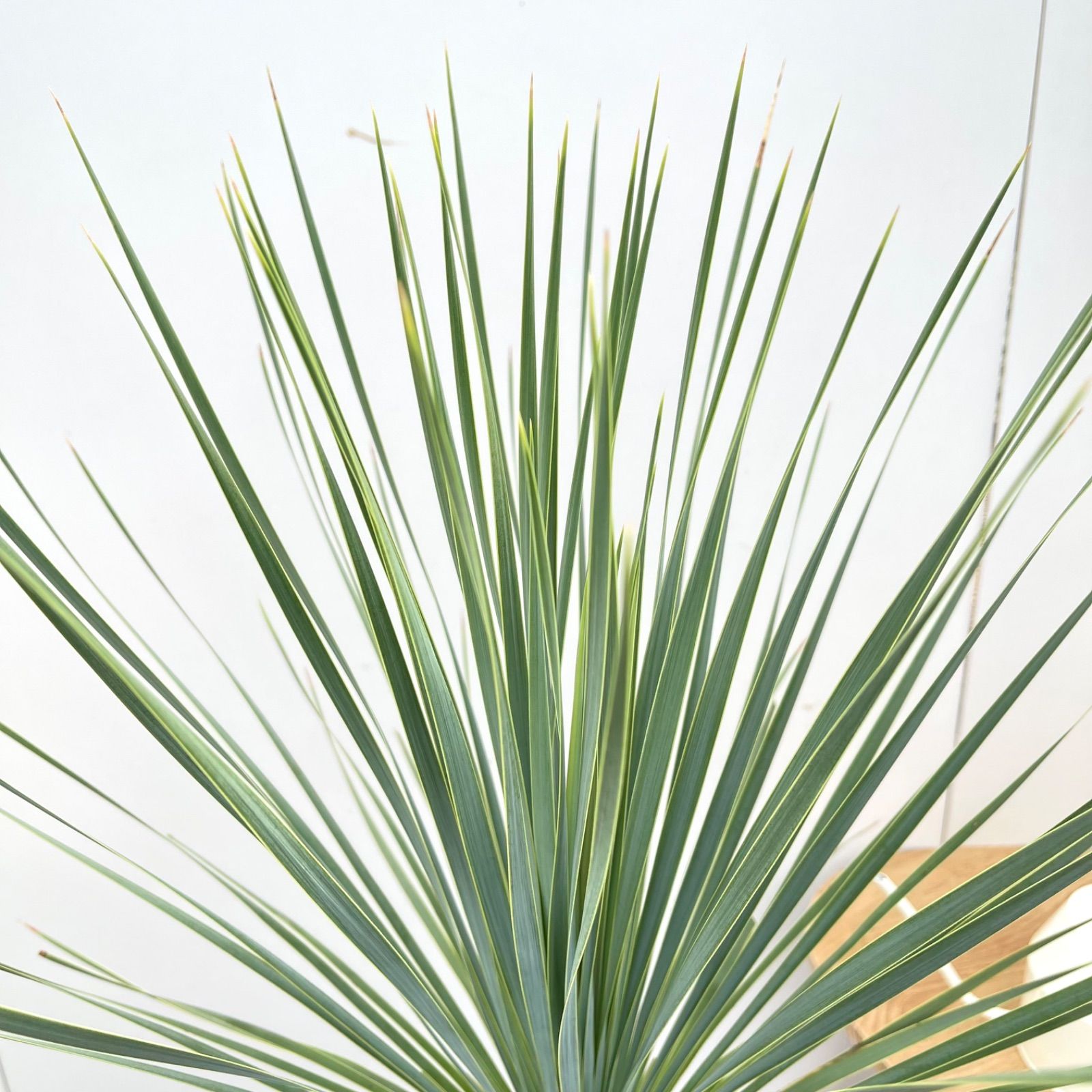 ユッカ ロストラータ サファイアスカイズ 3【現品】 ☆希少☆ 観葉植物