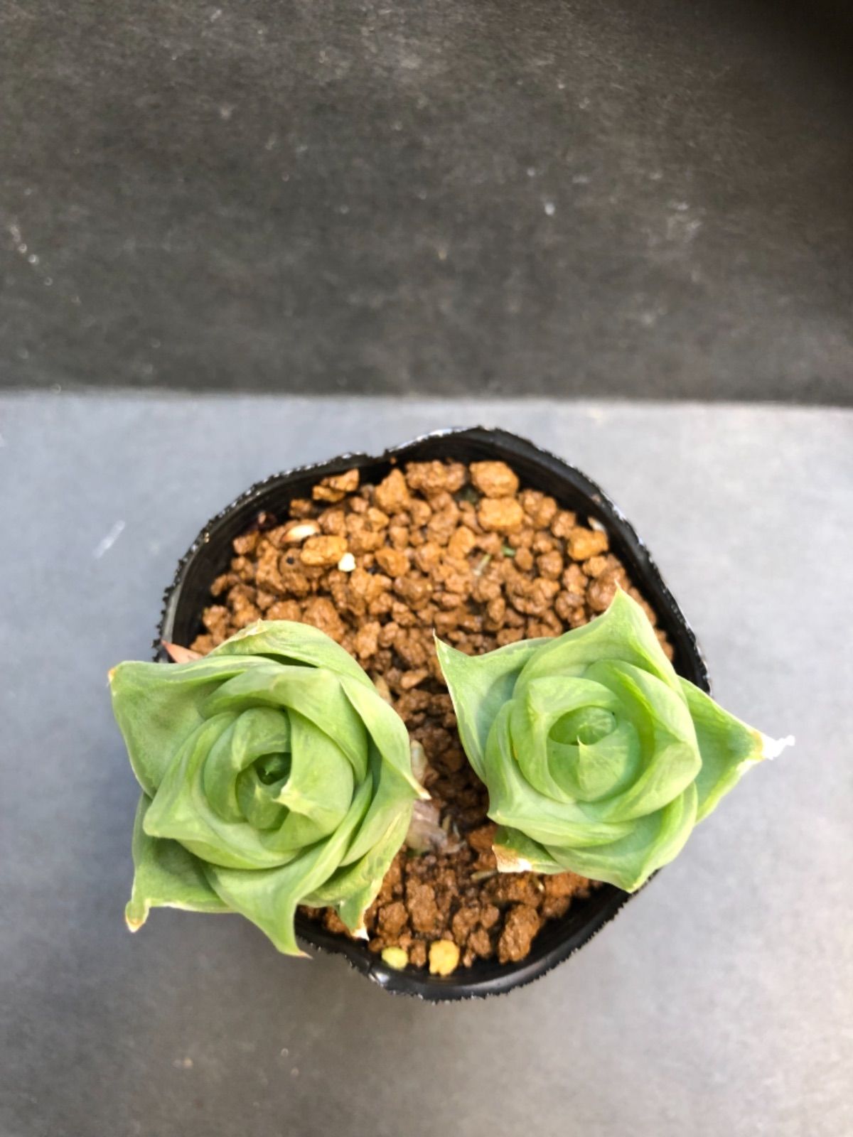 多肉植物 ハオルチア ラモサ 抜き苗 2点セット - メルカリ