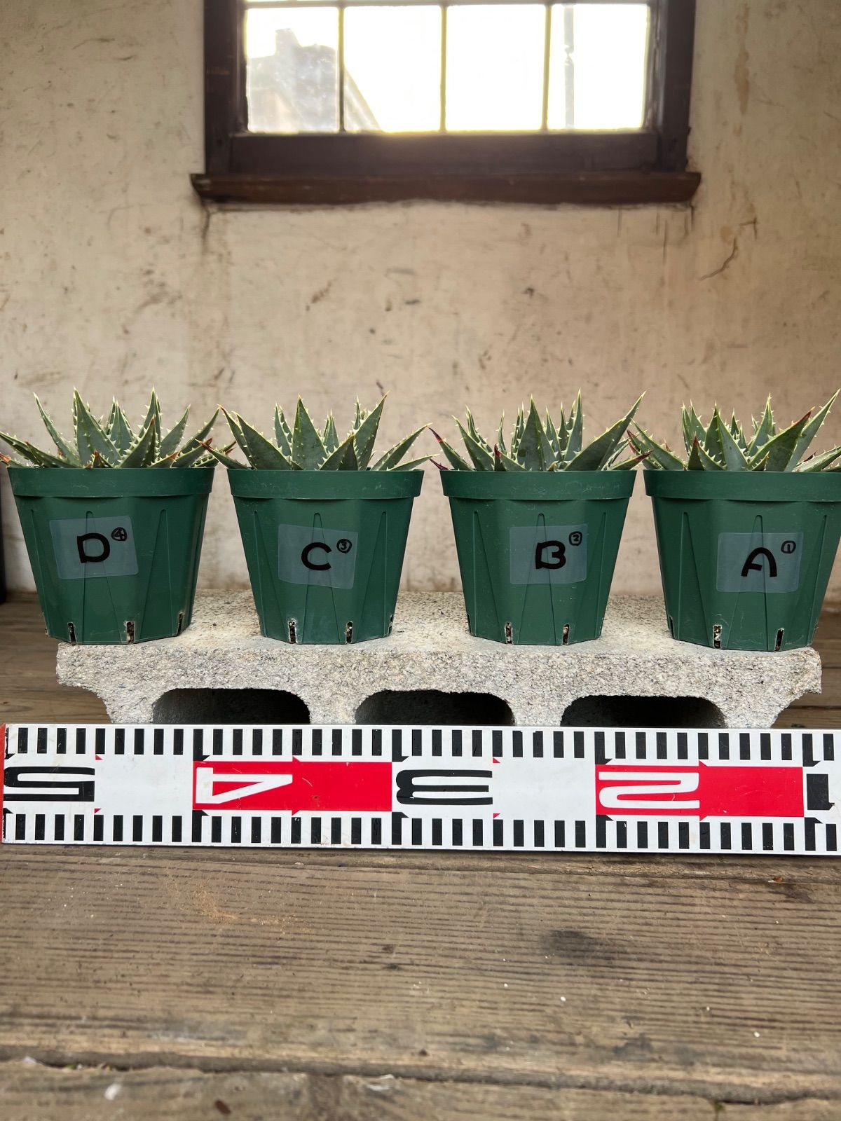 し*も様 アロエポリフィラ3.5寸4点セット(ABCDセット)