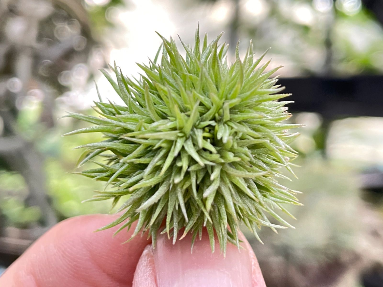 メルカリshops 大 ティランジア アエラントス テディベアaeranthosteddybear