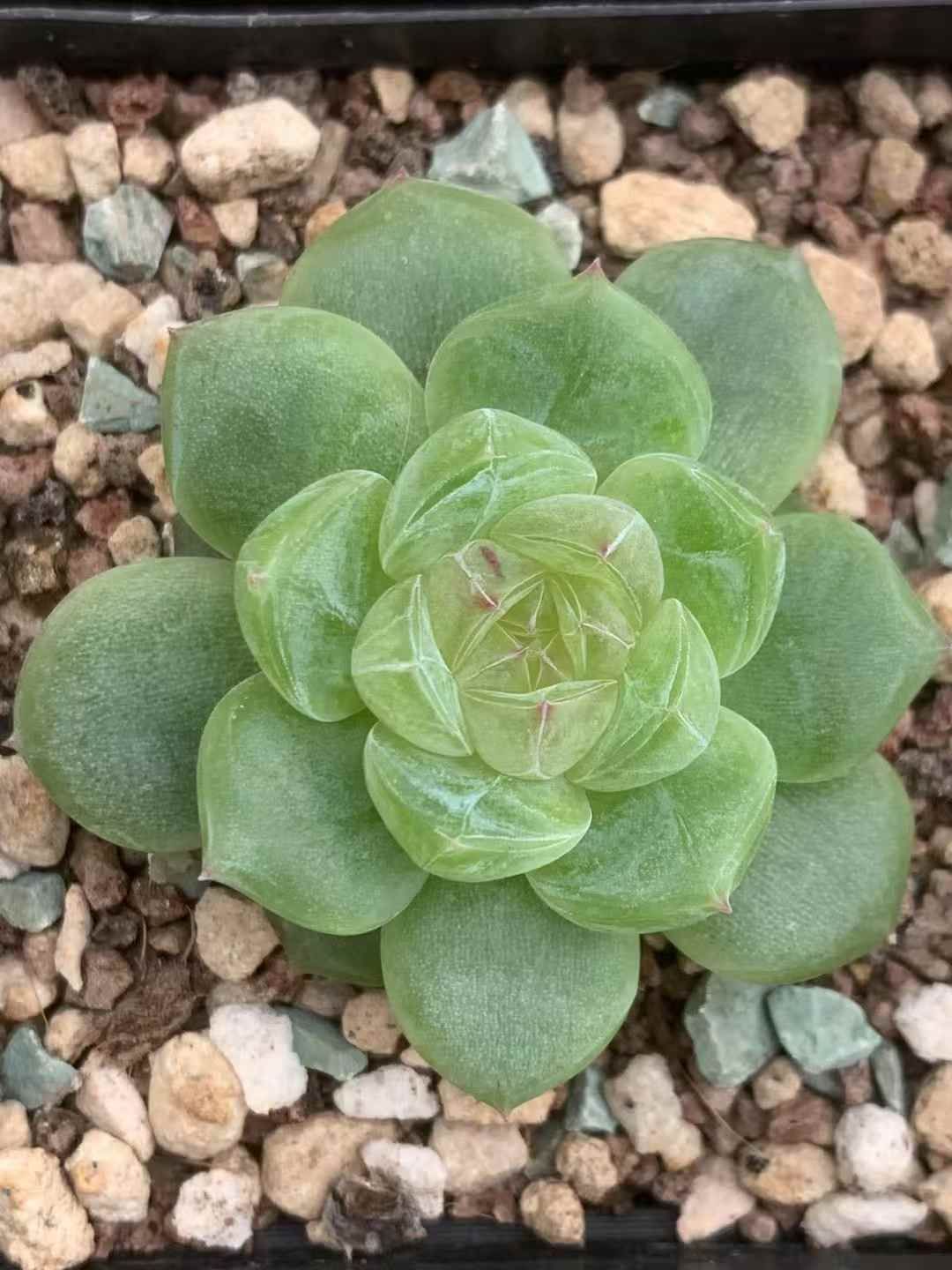 54株の抜き苗セット 深いグリーン 多肉植物 佐川急便発送 エケベリア 韓国苗 LX49