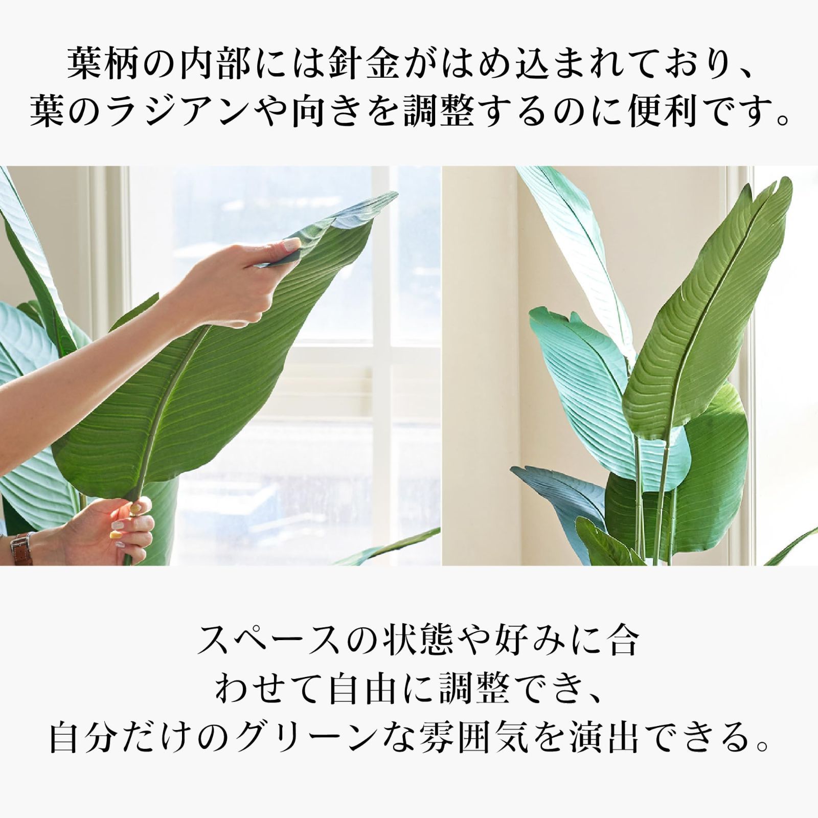 ストレリチア レギネ