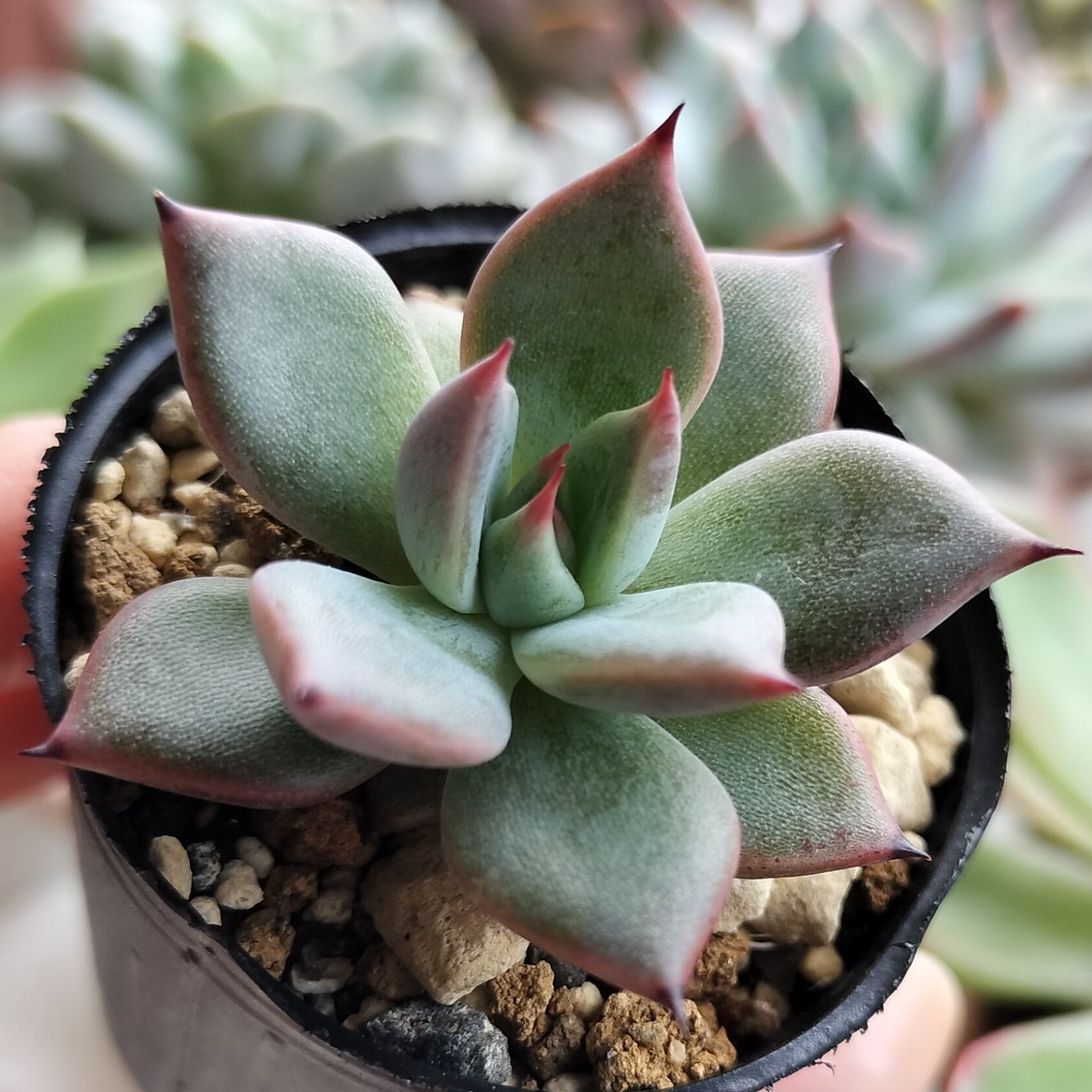 紫式部 サボテン相談室 多肉植物 - メルカリ