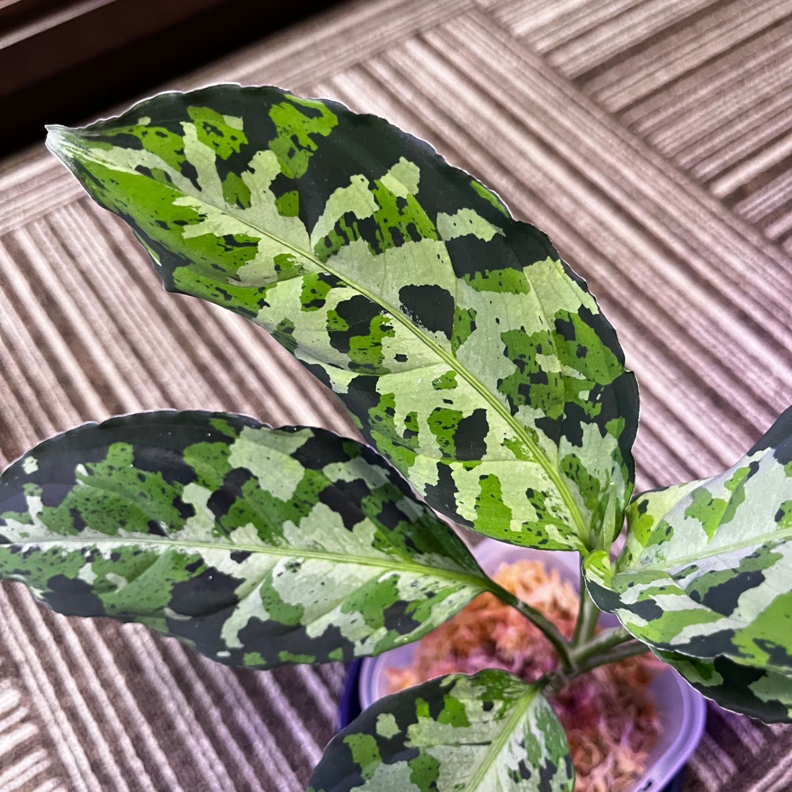 アグラオネマ ピクタム Aglaonema pictum Sumatra Selatan 子株 - メルカリ