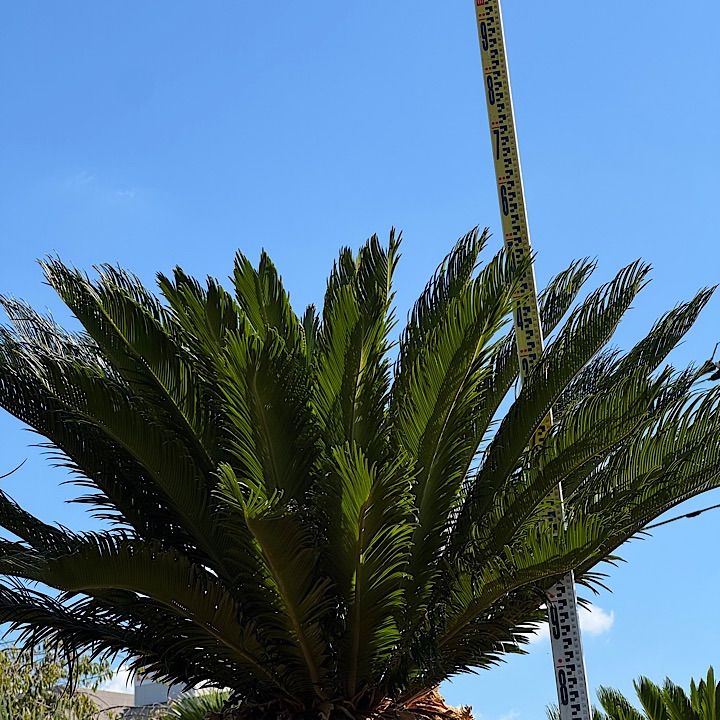 ソテツ 2.9m - メルカリ