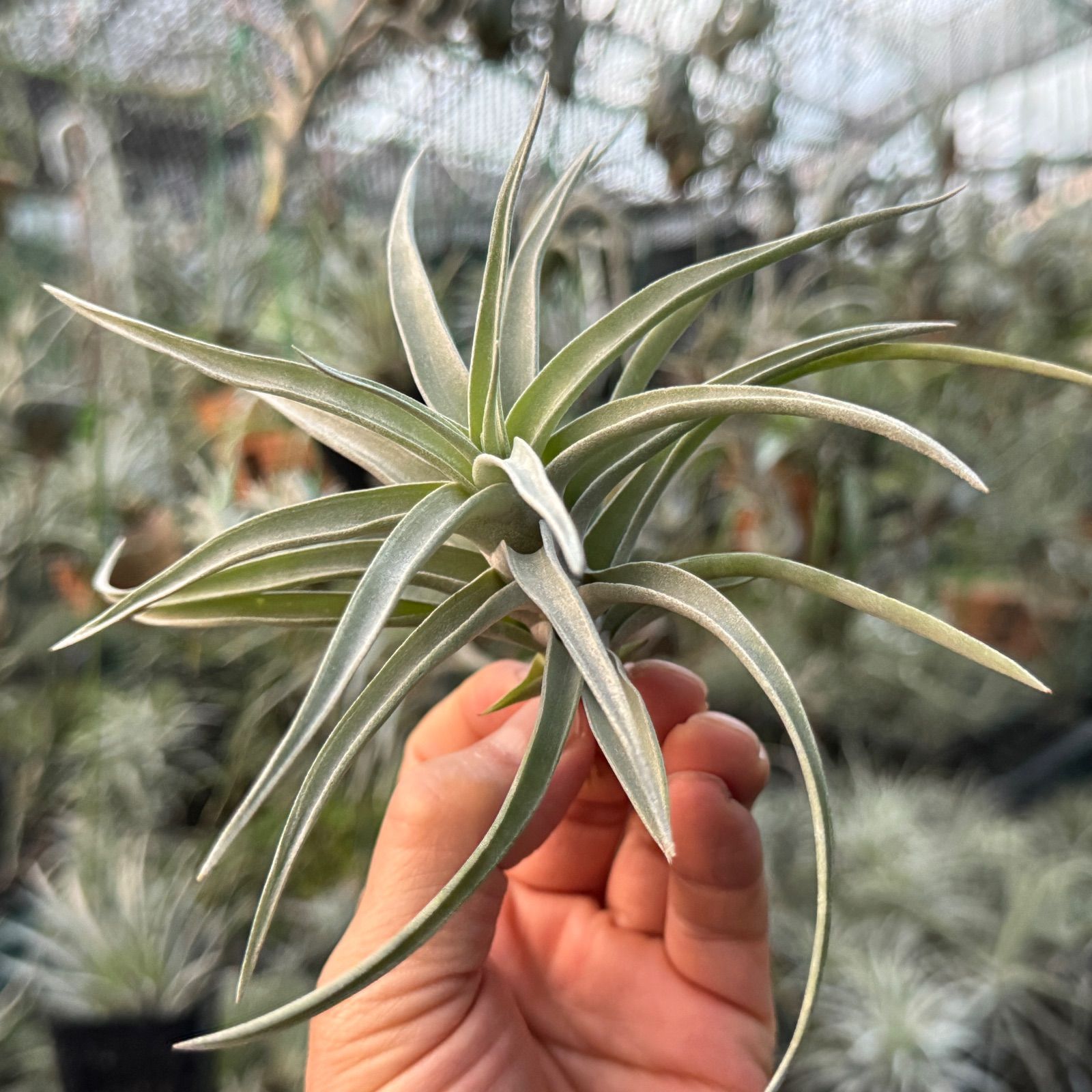 送料無料】xHohenmea 'Ninja Starburst'〔ホヘンメア〕現品発送H217