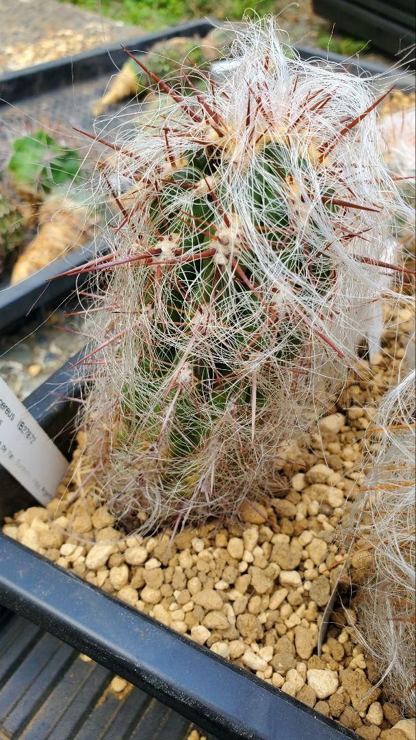 オレオケレウス