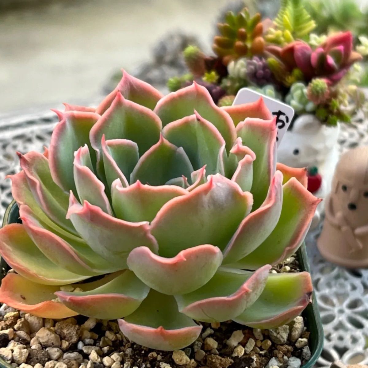 多肉植物 ☘️ おらいさん 夕波 大苗 抜き苗 札なし - メルカリ