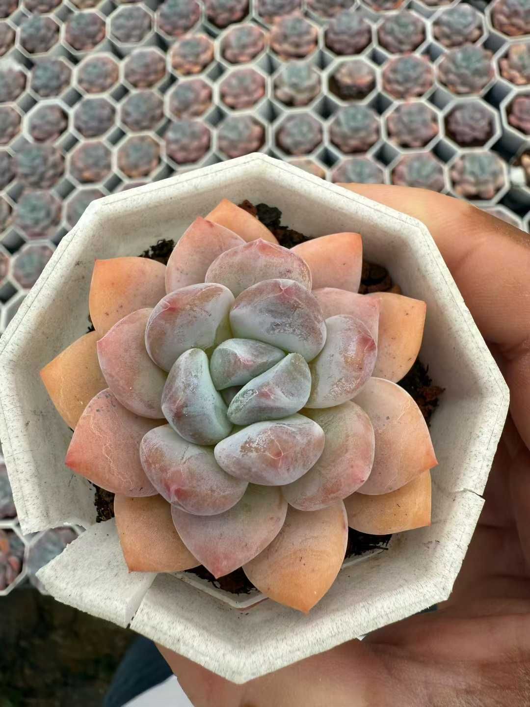 買いOK 柱サボテン 鬼面角 4頭発根 ココスヤシ ブラックボーイ アガベ