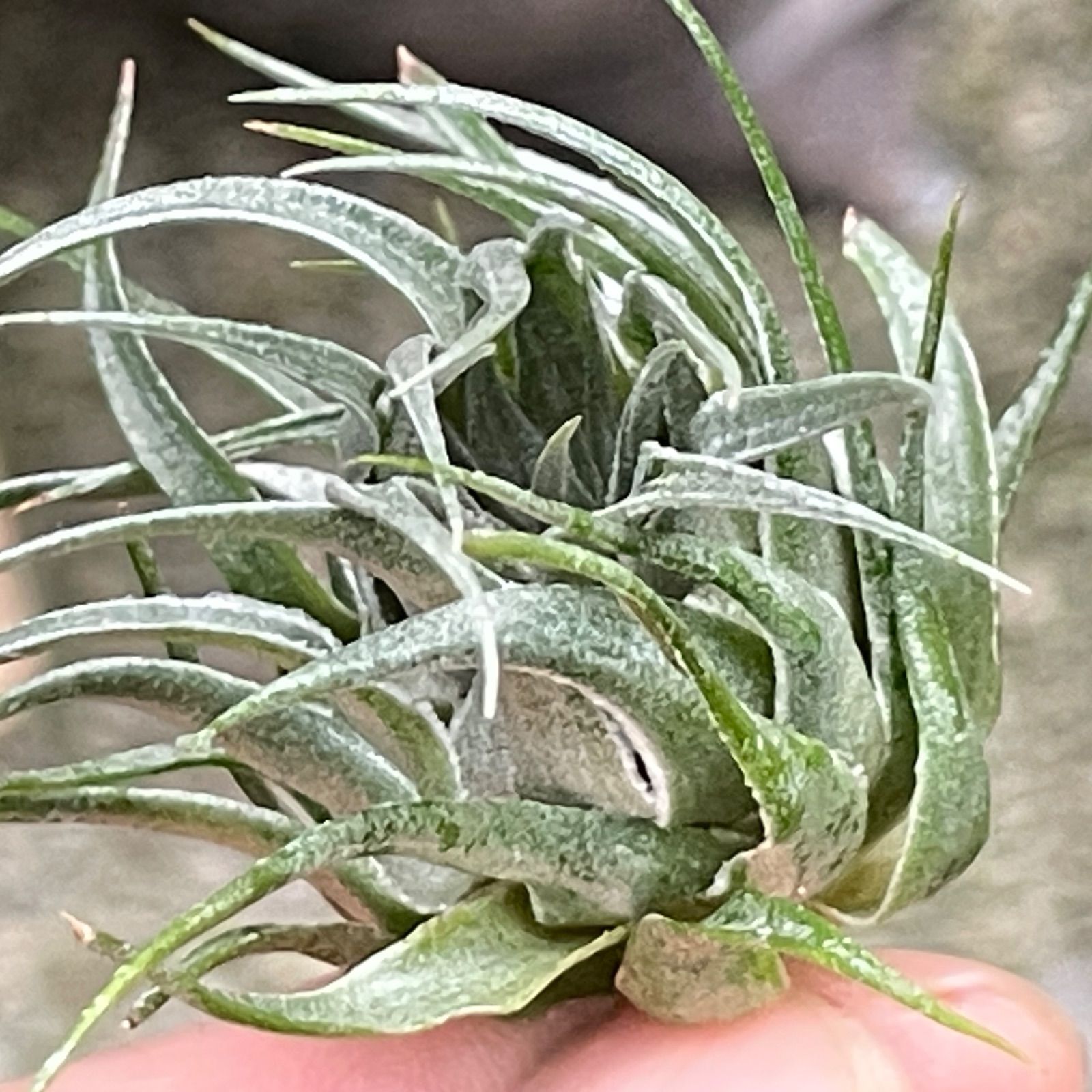 オープンタイプ！＊チランジア カウツキー Tillandsia kautskyi