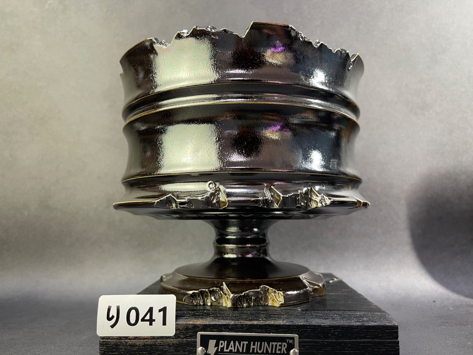 アガベ パキプス