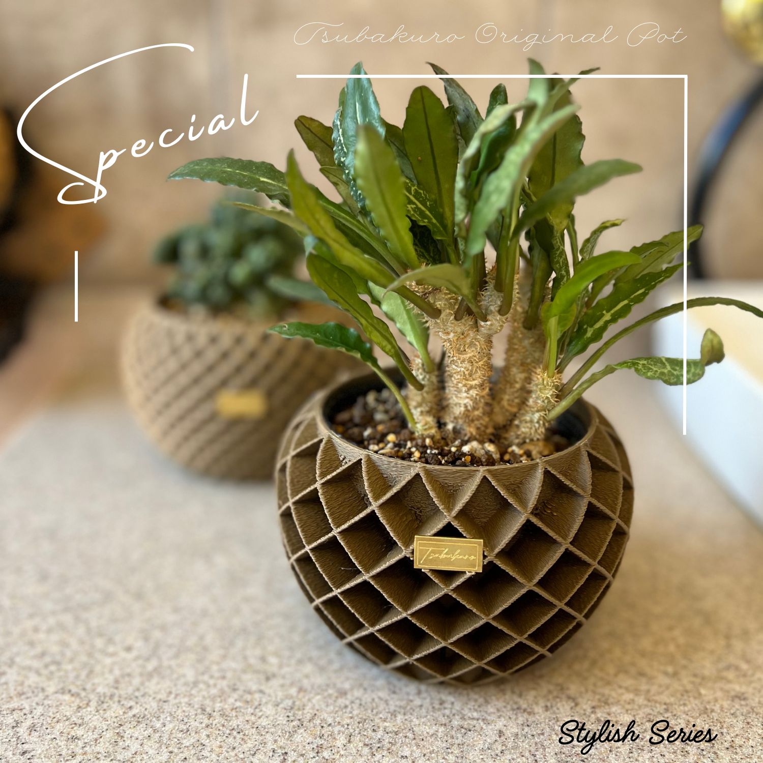 3Dプリンター鉢 3Dプリント鉢 植木鉢 作家鉢 浅鉢 浅型