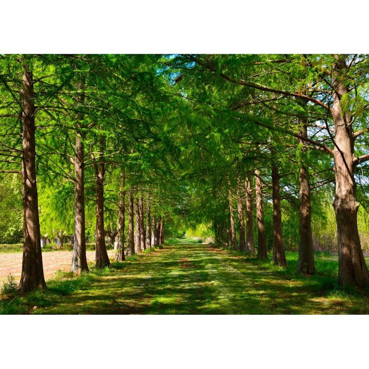 パノラマ版】並木道 森林 森林浴 緑 目の保養 癒し 壁紙ポスター 114P1
