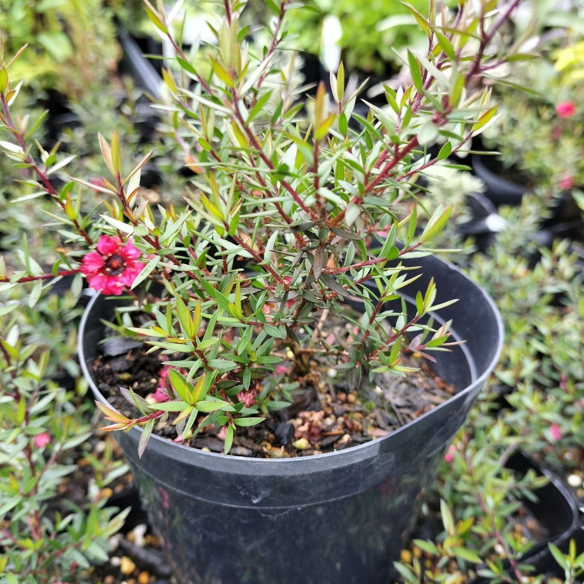 マヌヘアリィ ROBOT魂 [SIDE MS] GUNDAM NEXT FUTURE PAVILION RX-78F00/E