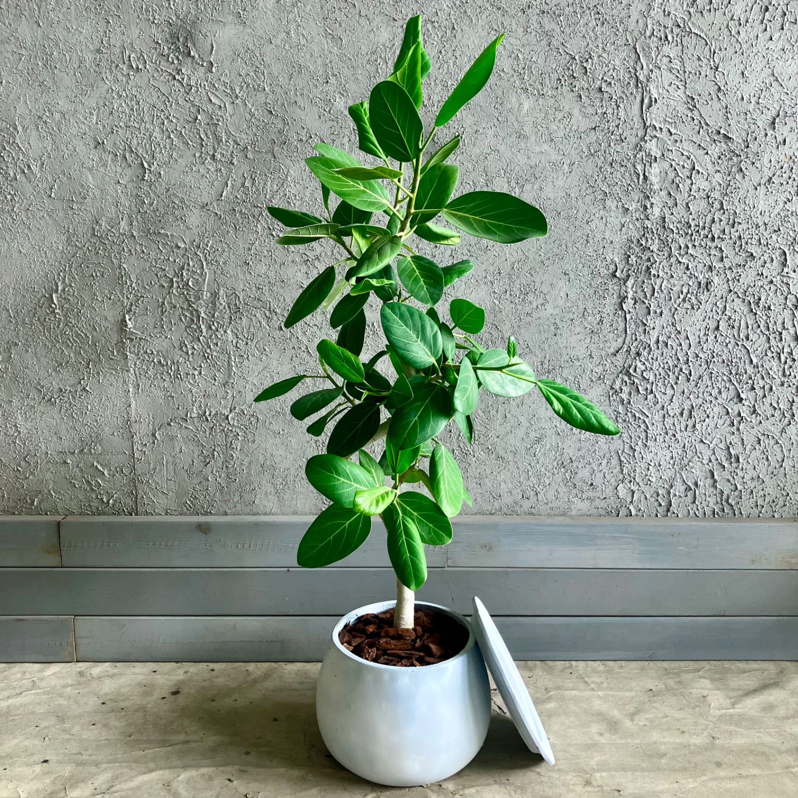 ユッカロストラータ幹太成長点良好