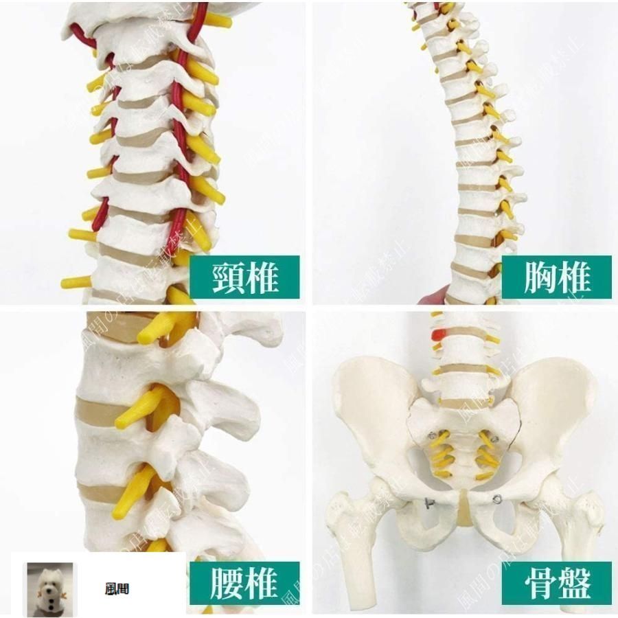 新品・未使用】人体模型 骨 等身大 脊椎 模型 実物大 90センチ