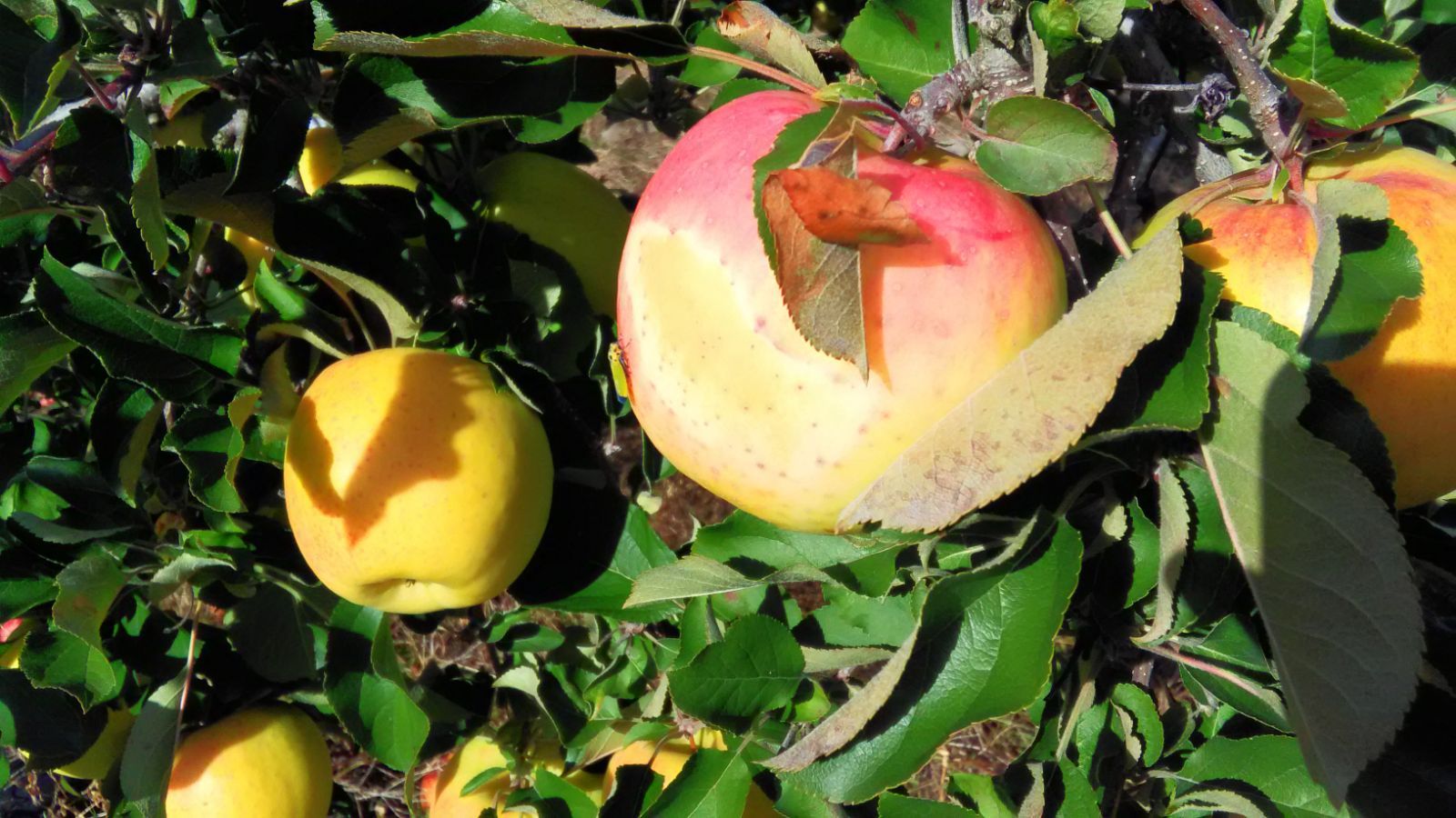 １１月中旬発送 ぐんま名月 贈答用10キロ 24～36玉
