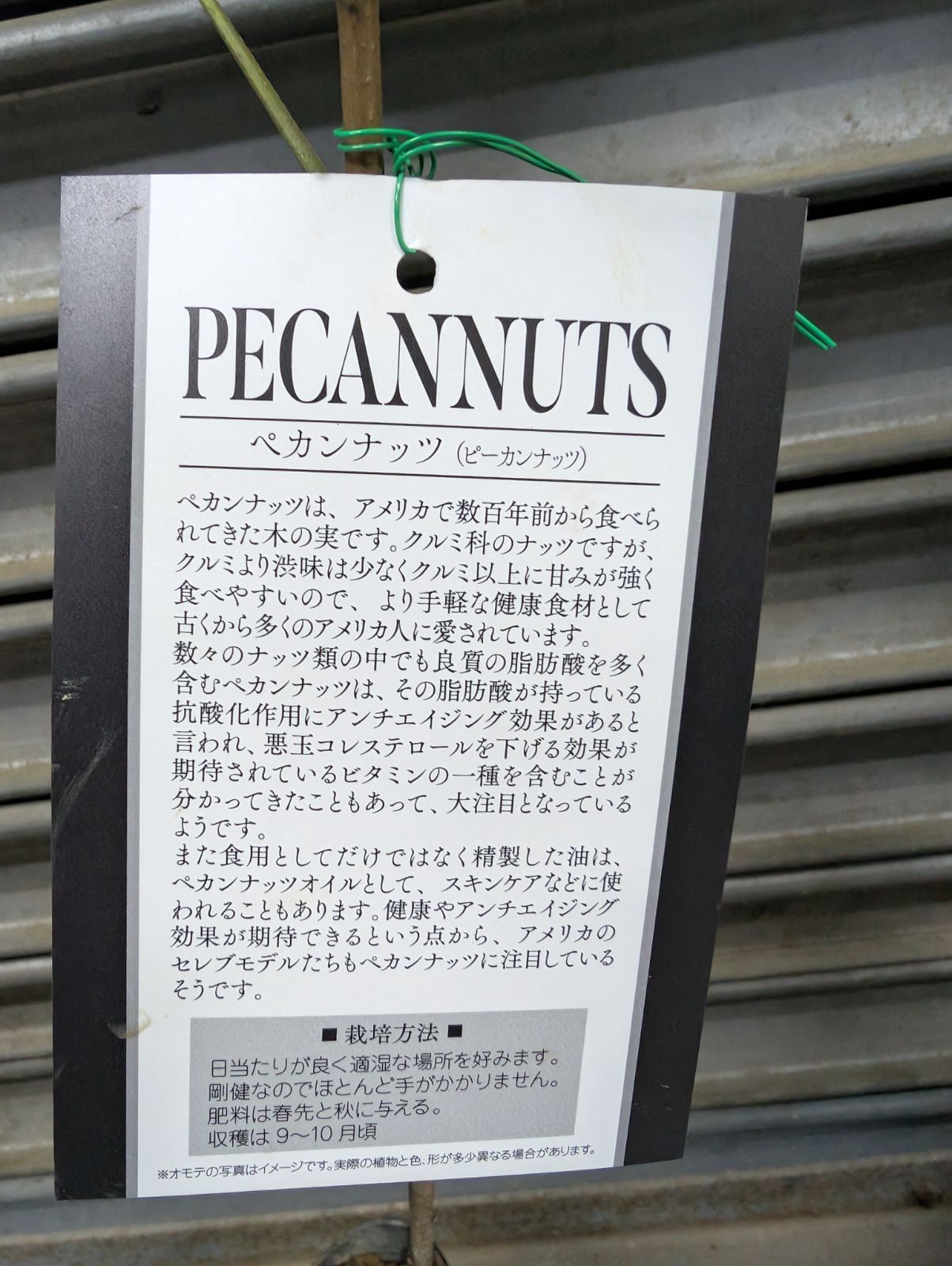 このはなペカン3種3株セット 3株まとめて】 ペカンナッツ 3本セット 【公式通販】