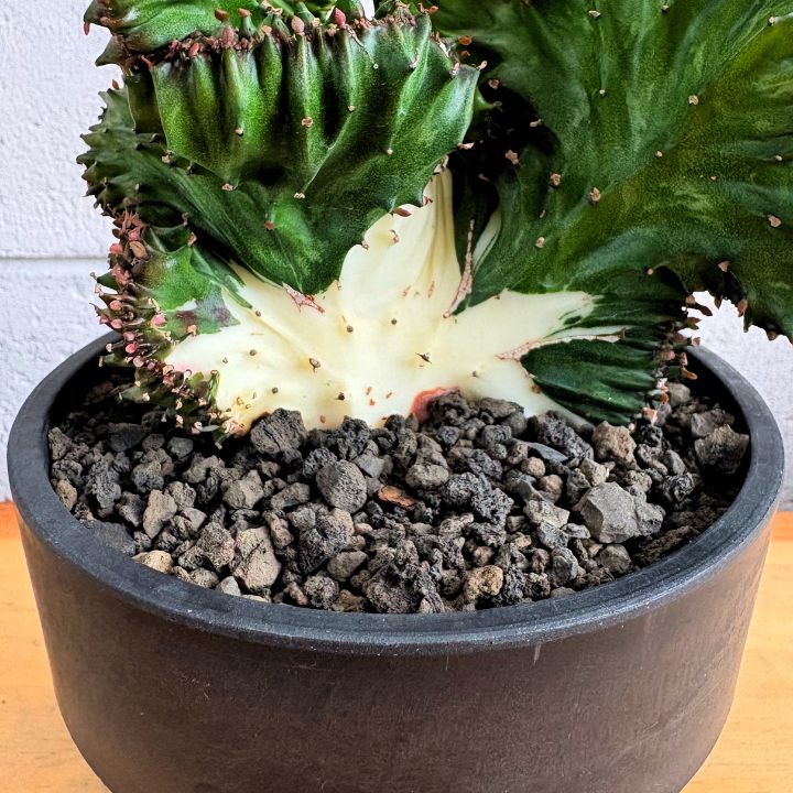 多肉植物】現品 ユーフォルビア ラクティア ラクテア 綴化 石化 4号
