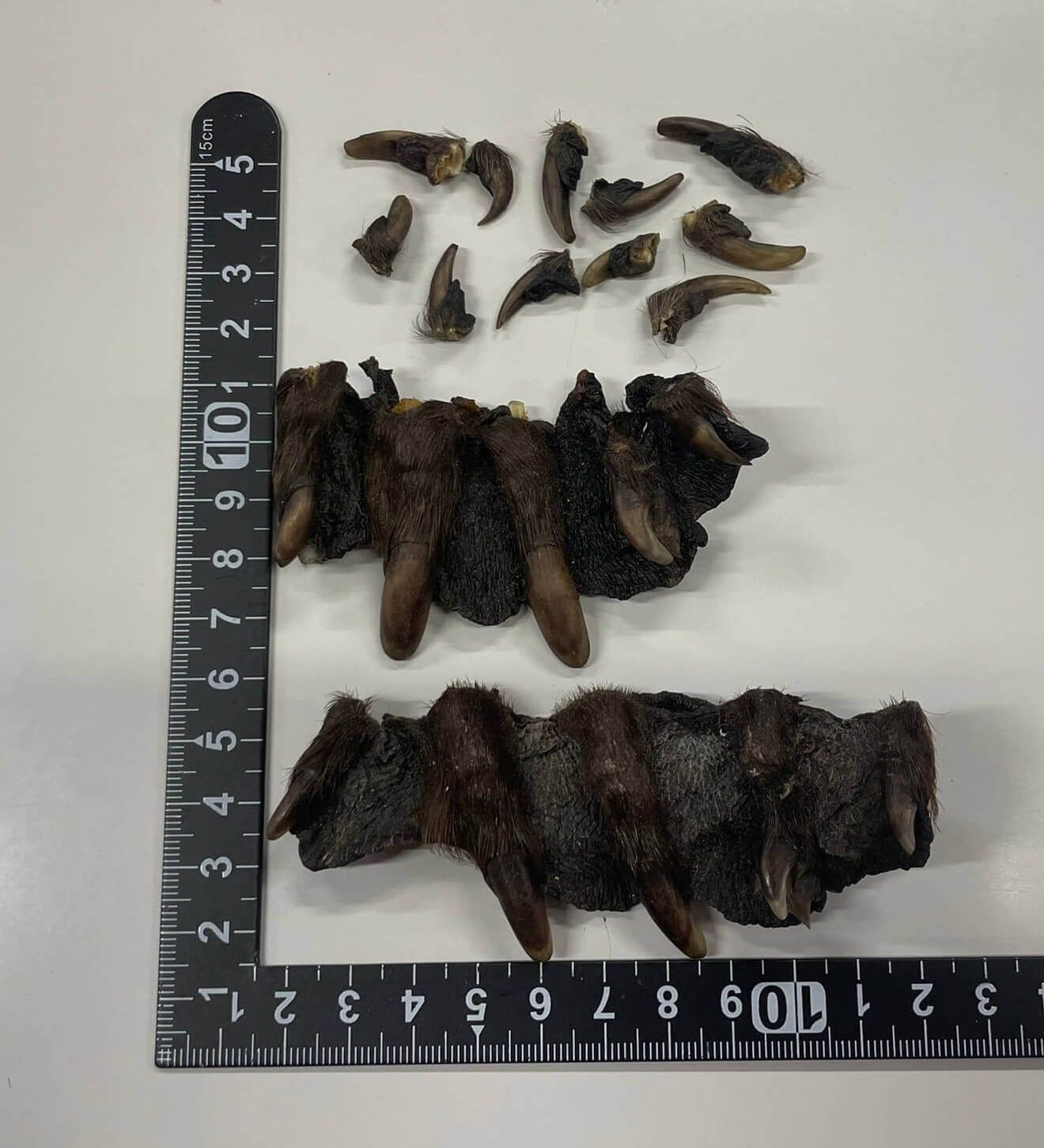 ビーバー　beaver　手 爪セット ビーバー beaver 手 爪セット ビーバー beaver 手 爪セット ビーバー