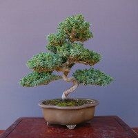 杜松 小品盆栽 樹齢20年直送kaz
