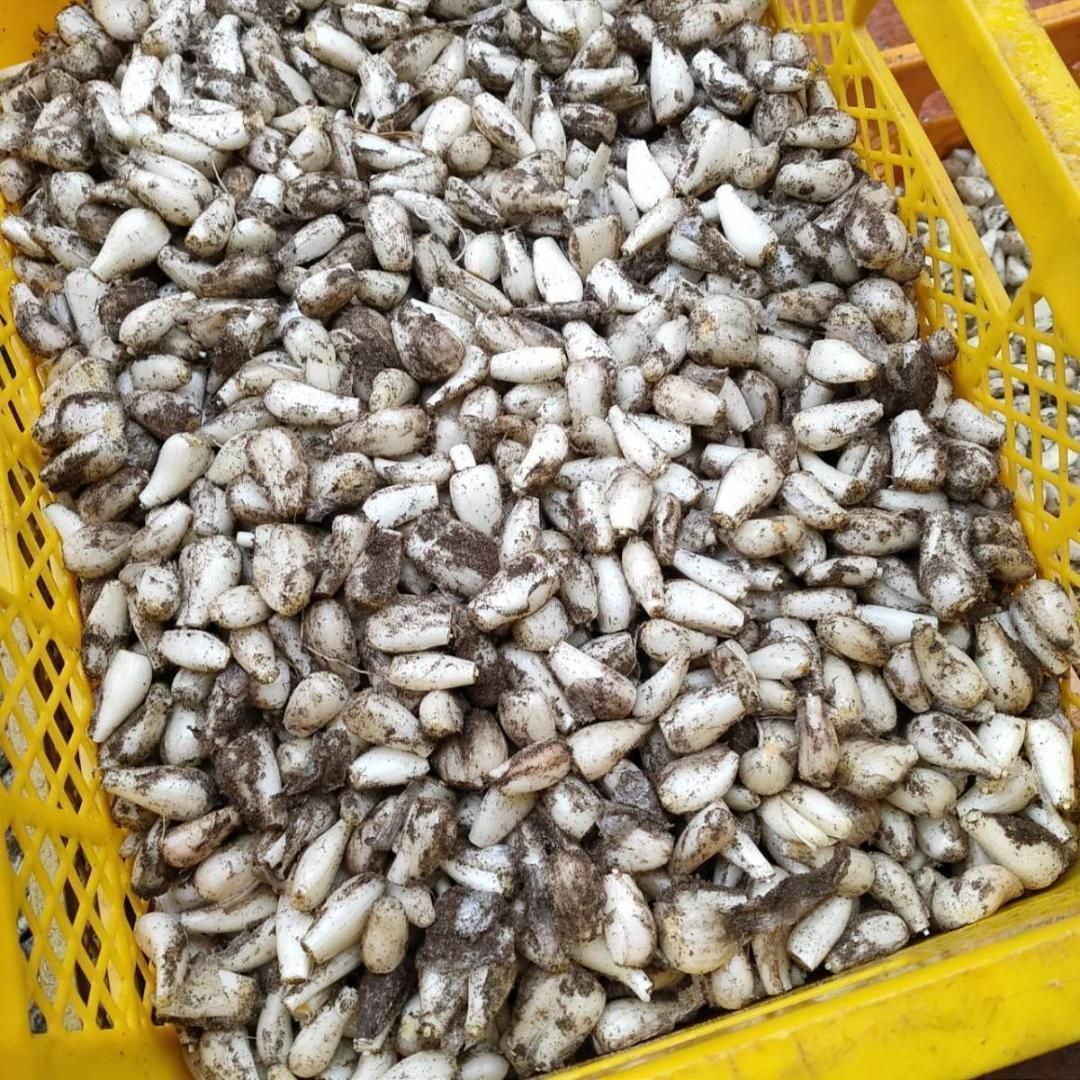 農薬：栽培期間中不使用】砂丘らっきょう 10kg 洗いらっきょう 鳥取 
