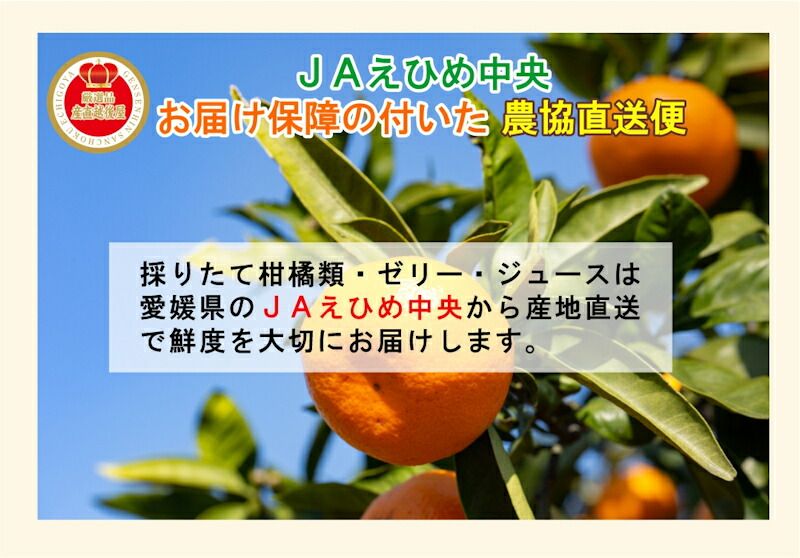 愛媛JAえひめ中央 飲むキウイゼリー24個 送料無料 - メルカリ