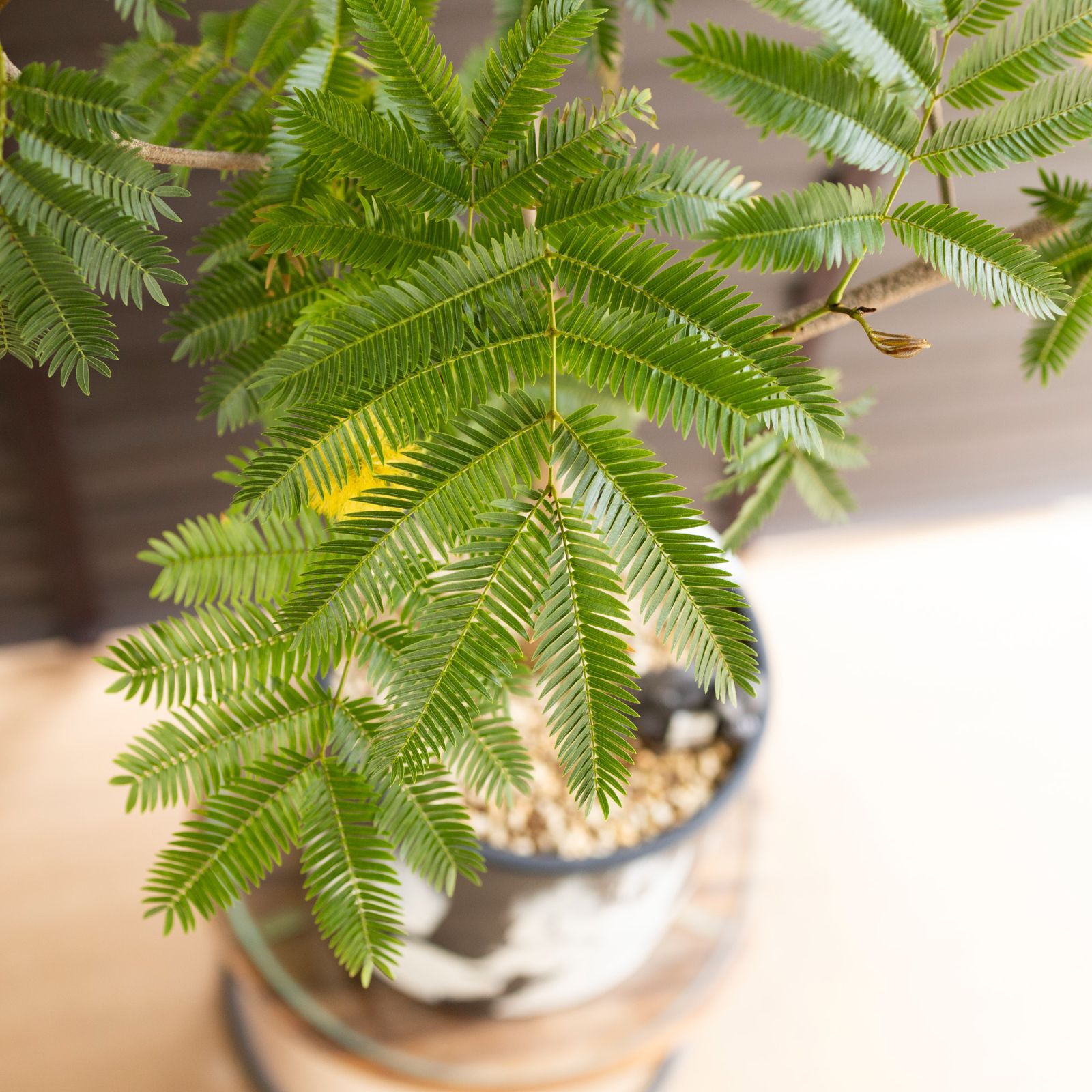 ☆ エバーフレッシュ 沖縄産♪ 163cm 曲がり仕立て♪ 逸品！沖縄エバーフレッシュ曲がり❗️大型観葉植物！高さ155◎！幹太