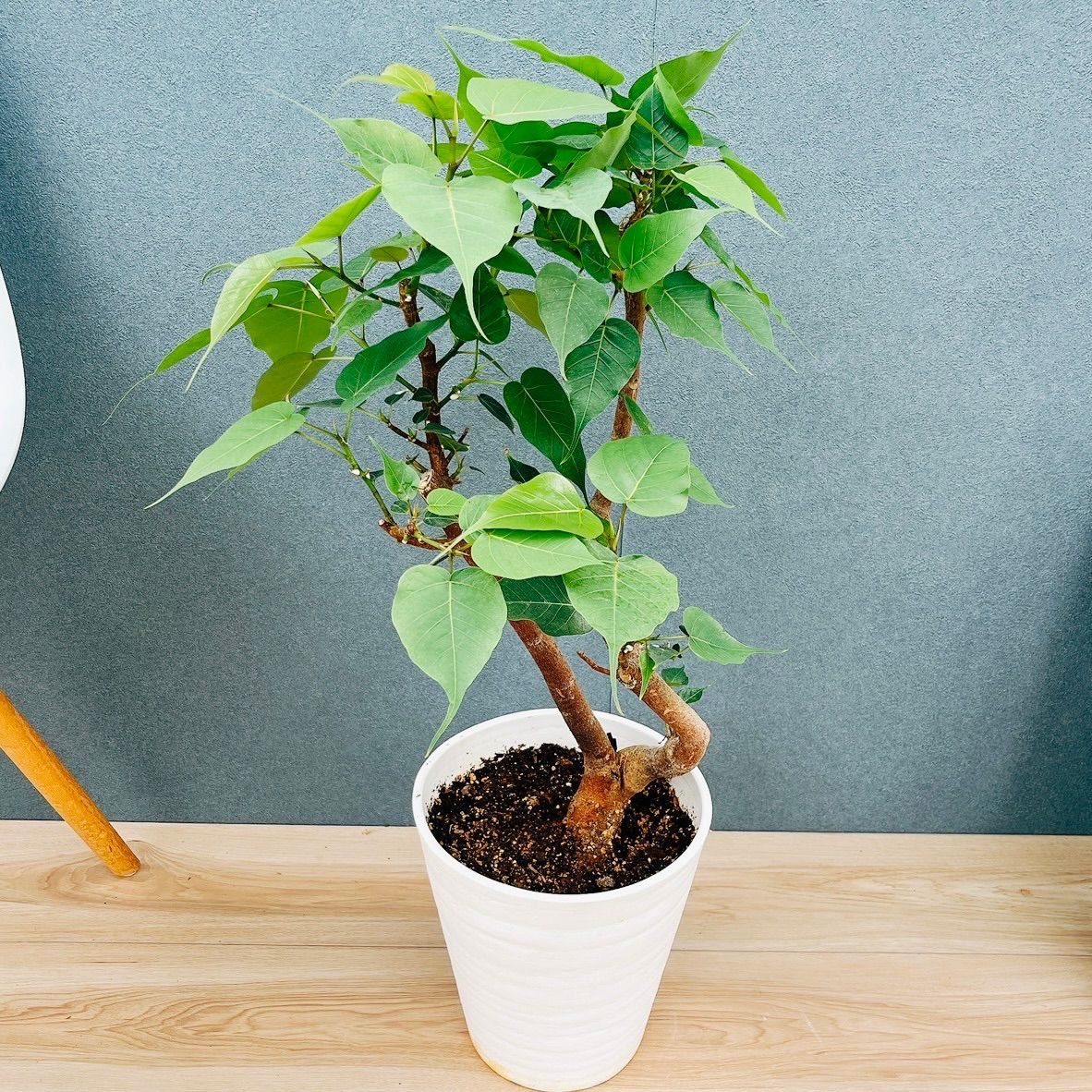 観葉植物 ［現品］A インドボダイジュ 7号 フィカスレリギオーサ