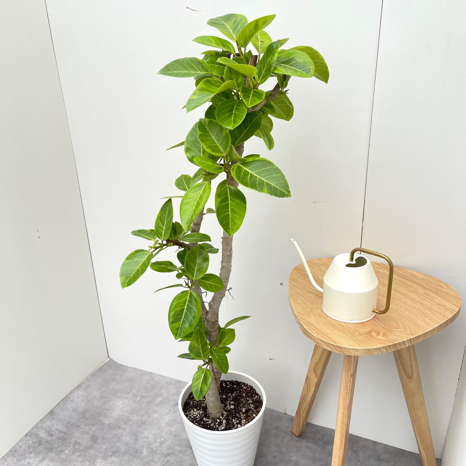 観葉植物