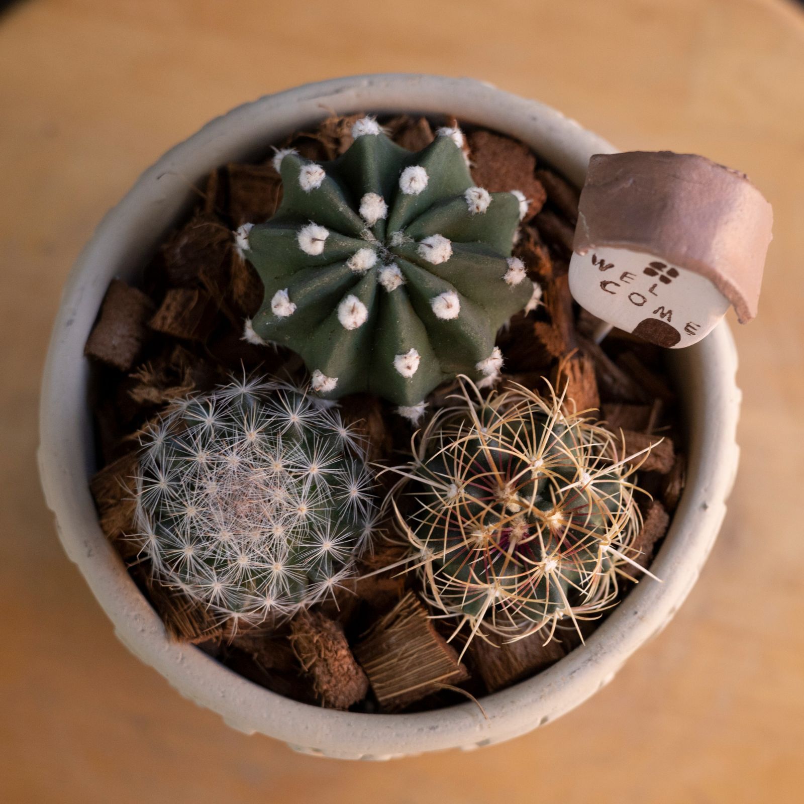 メルカリshops サボテン 寄せ植え 観葉植物 刺無短毛丸 和光丸 陶器鉢 ミニサボテン 多肉植物