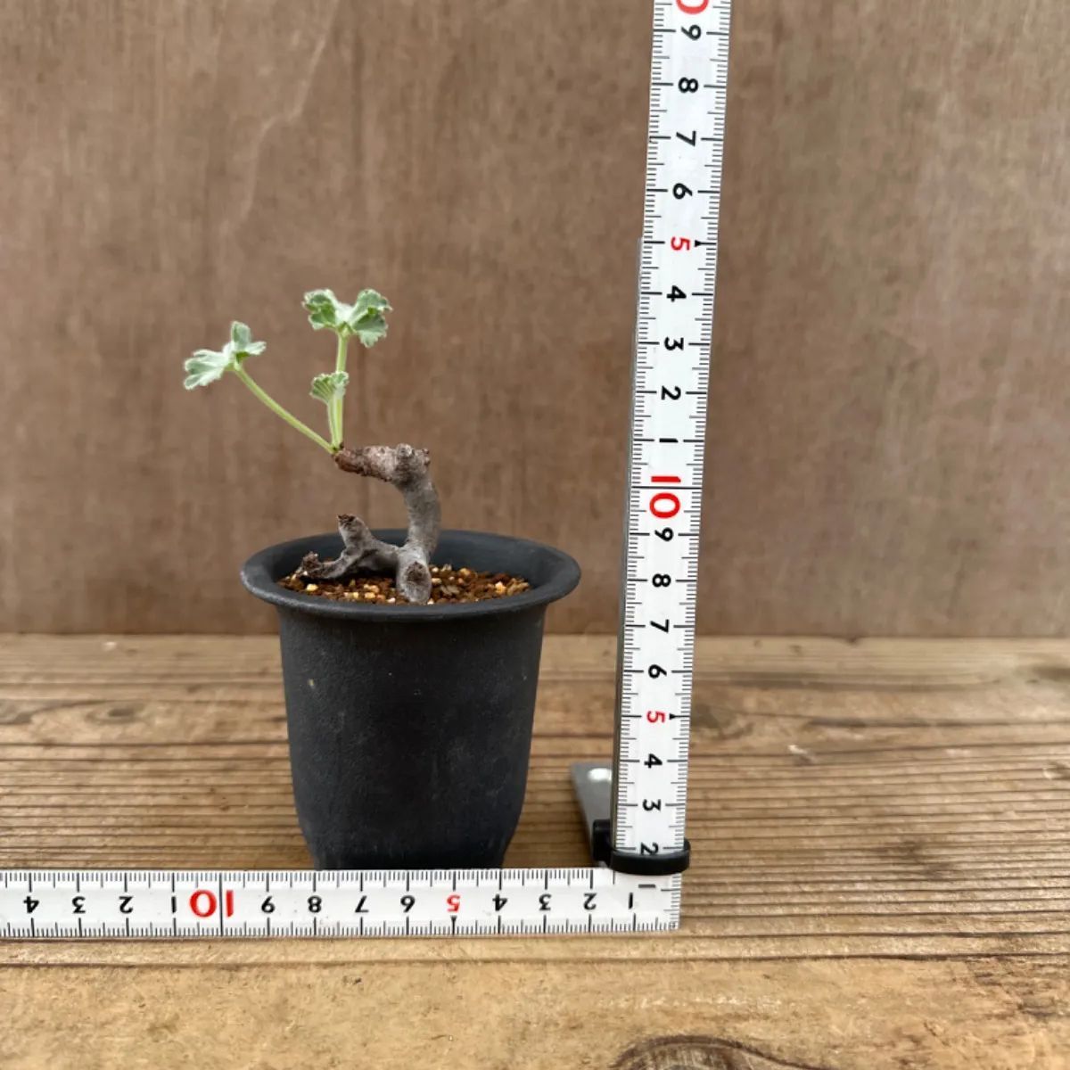 SALE，お得 ペラルゴニウム ミラビレ ⑤ コーデックス 塊根植物