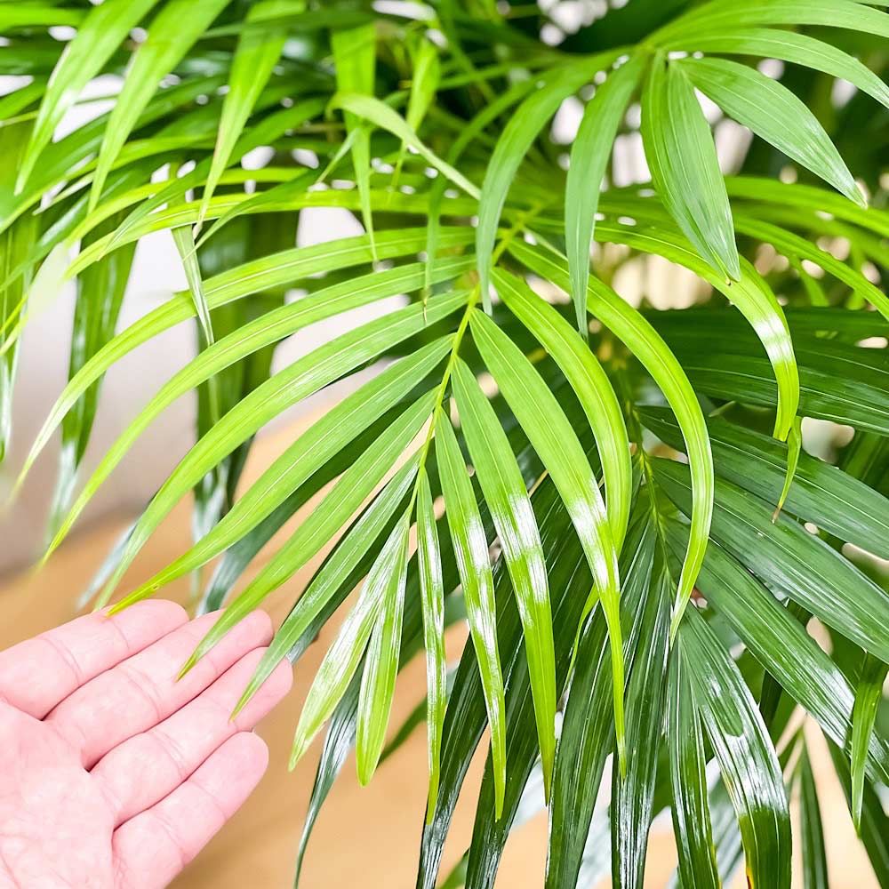 観葉植物 PLANCHU 観葉植物 アレカヤシ 8号鉢 受け皿付き 育て方説明書付き Dypsis lutescens ディプシス ヤシ コガネタケヤシ ヤマドリヤシ