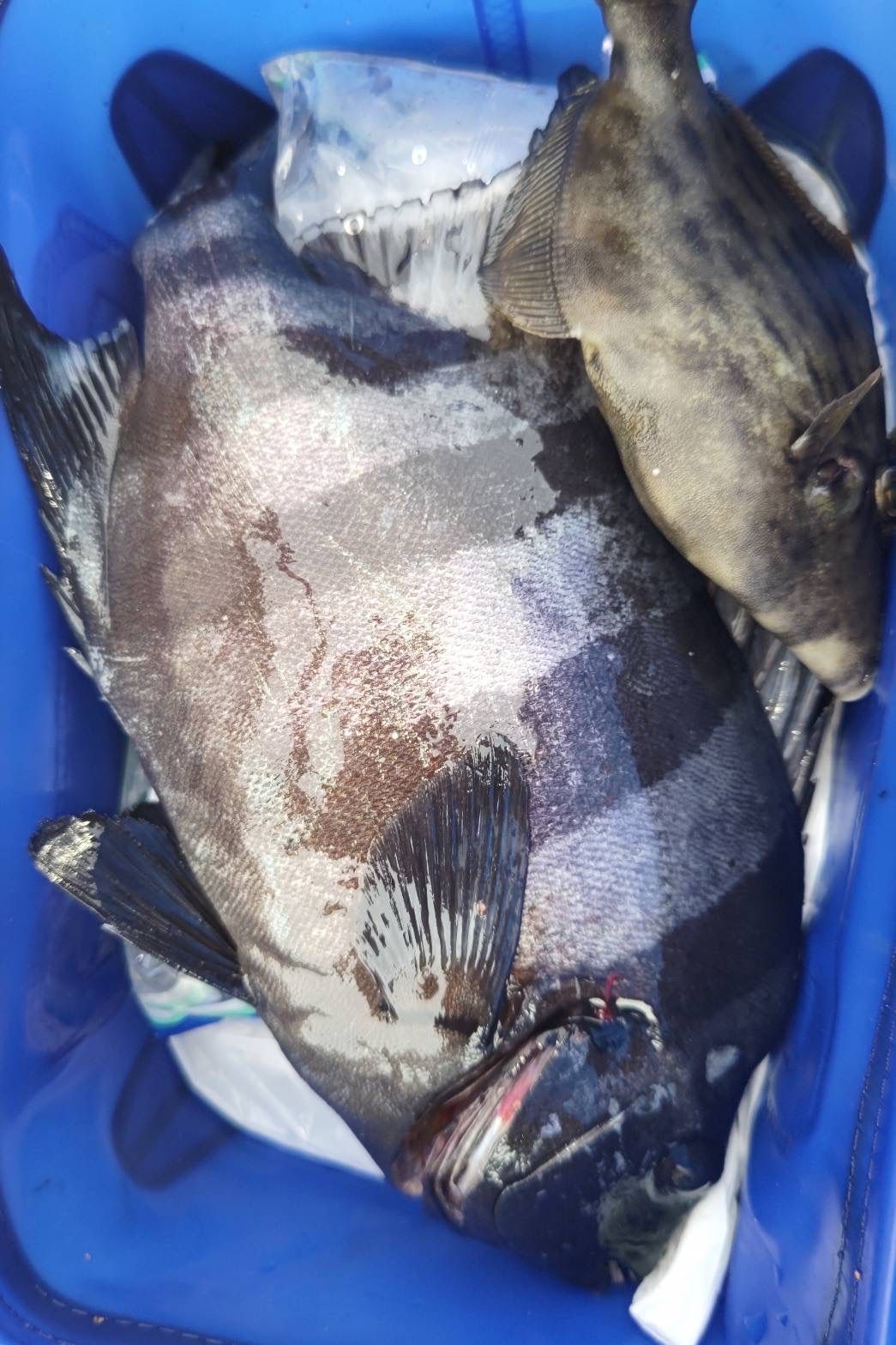 冷凍ムラサキウニ2kg(約70個) 石鯛 イシガキダイ 黒鯛 コブダイ