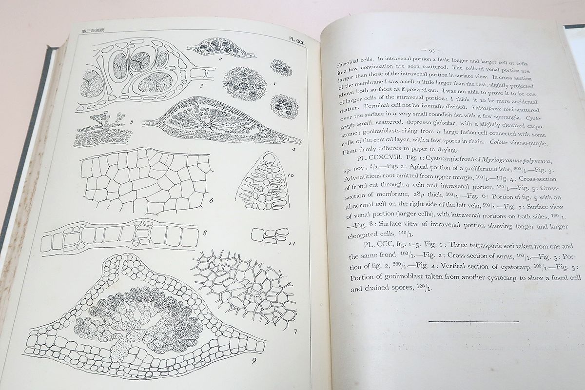 日本藻類図譜・3冊/岡村金太郎・日本藻類学の祖/数多くの新種記載を含んでおり今日でも日本の海藻研究にとり重要な文献である。 &frasl; 日本藻類図譜 日本藻類図譜・3冊&frasl;岡村金太郎・日本藻類学の祖&frasl;数多くの新種記載 - 岡村金太郎 神戸大学ニュース