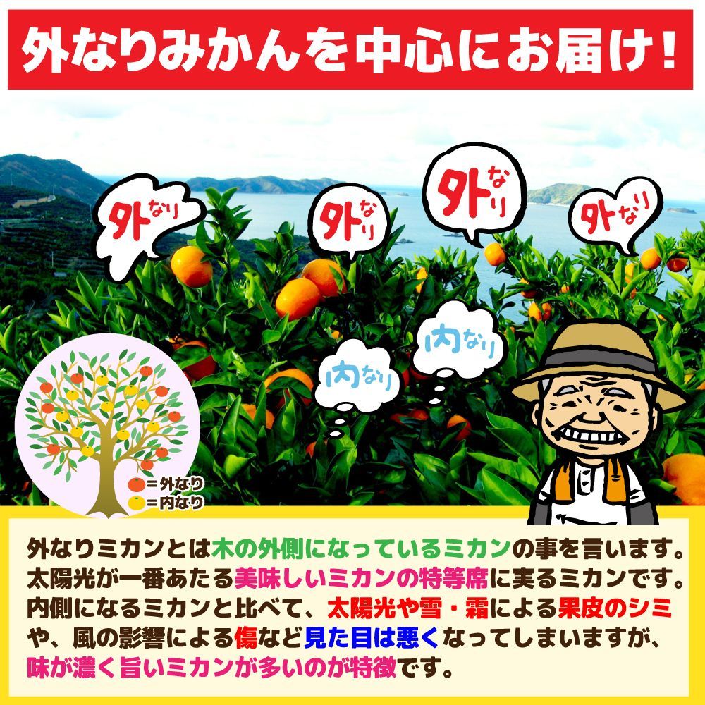 愛媛みかん（7日以内発送）外なり 愛媛みかん箱込1.2kg+保証分300g ※沖縄・離島・北海道は発送不可