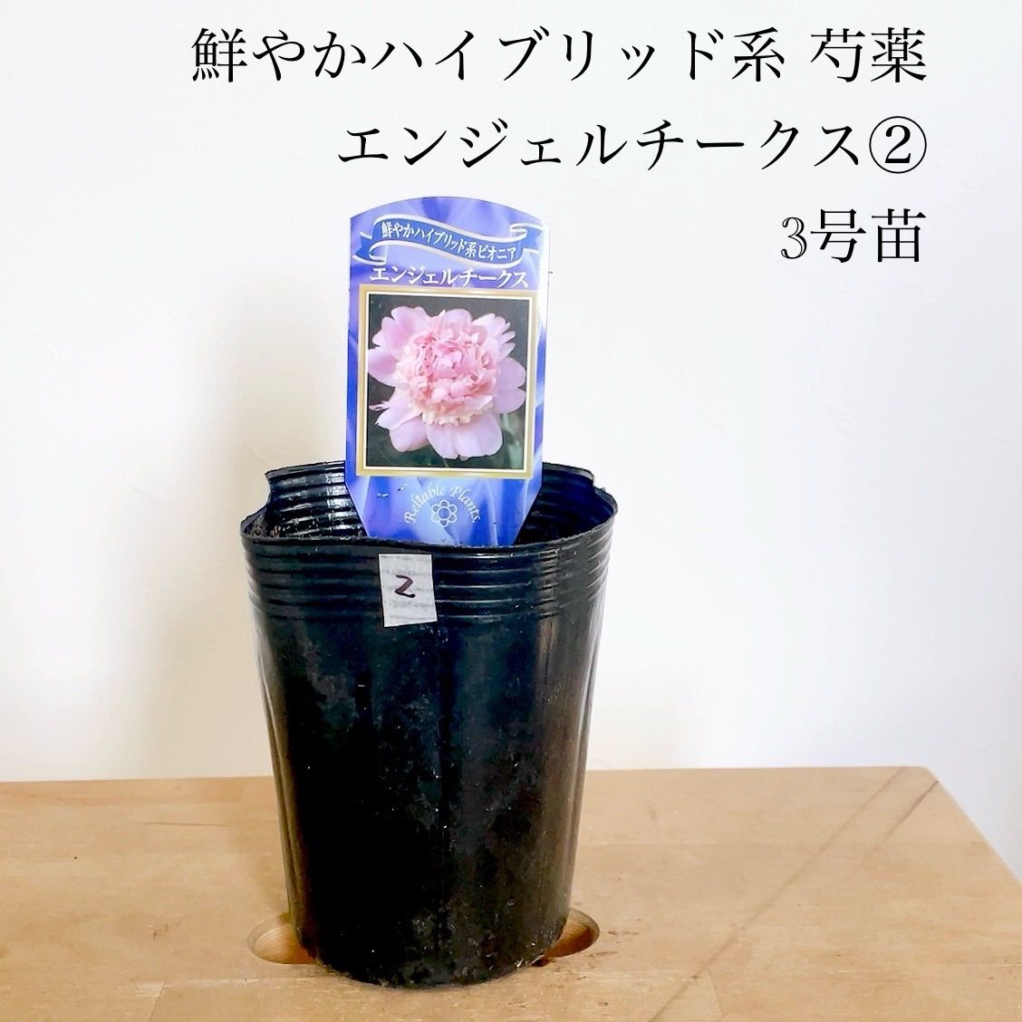 シャクヤク 芍薬 エンジェルチークス② 3号ロングポット 販売 - メルカリ