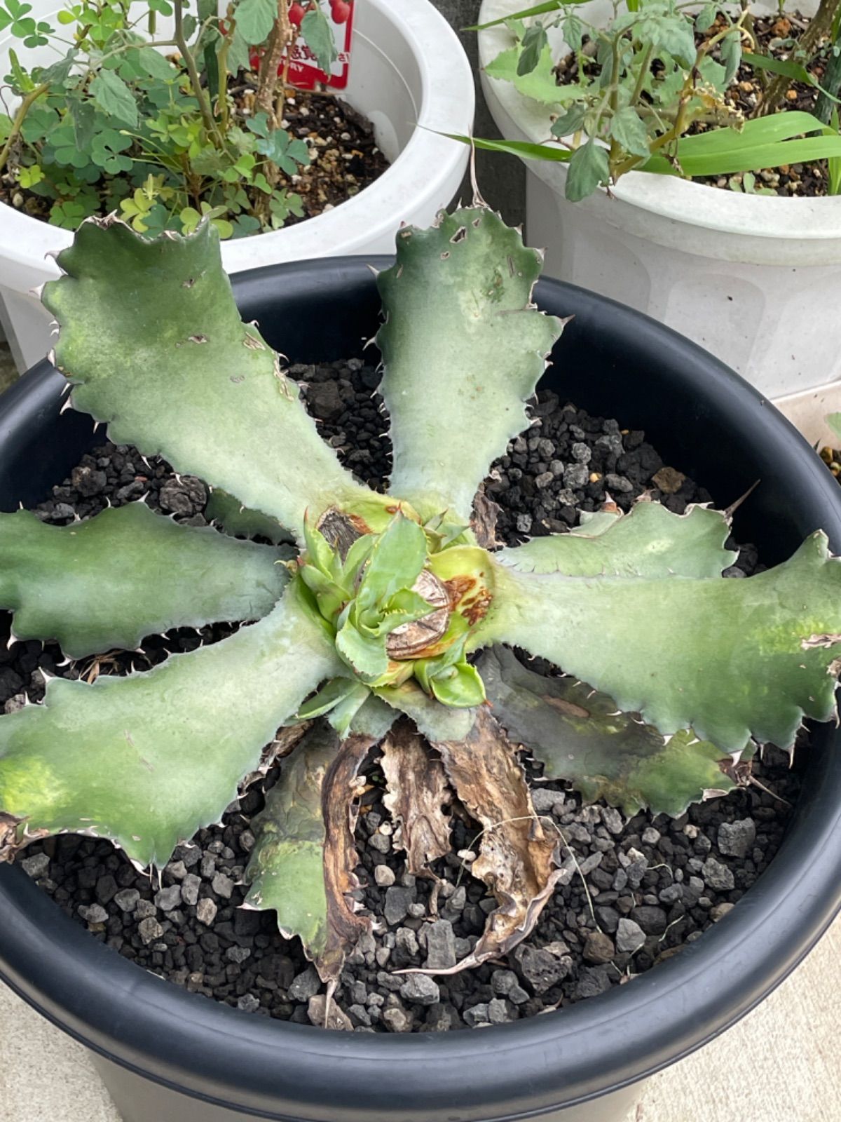 アガベ チェリースウィズル N*o様 アガベ AGAVE チェリースウィーズル