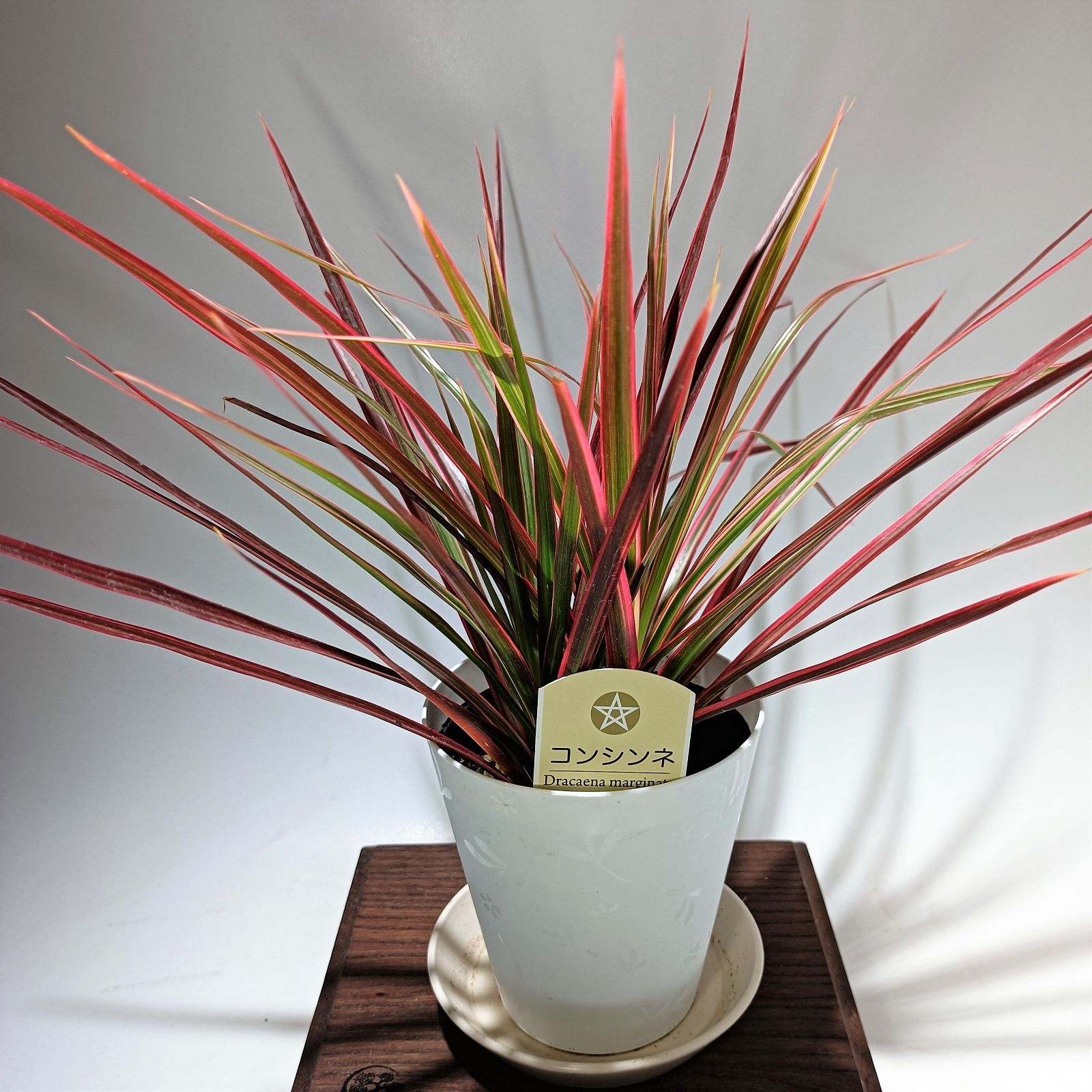 Nao様専用】ドラセナコンシンネ レインボー 4号 dc-rb_24-03-000 と dc