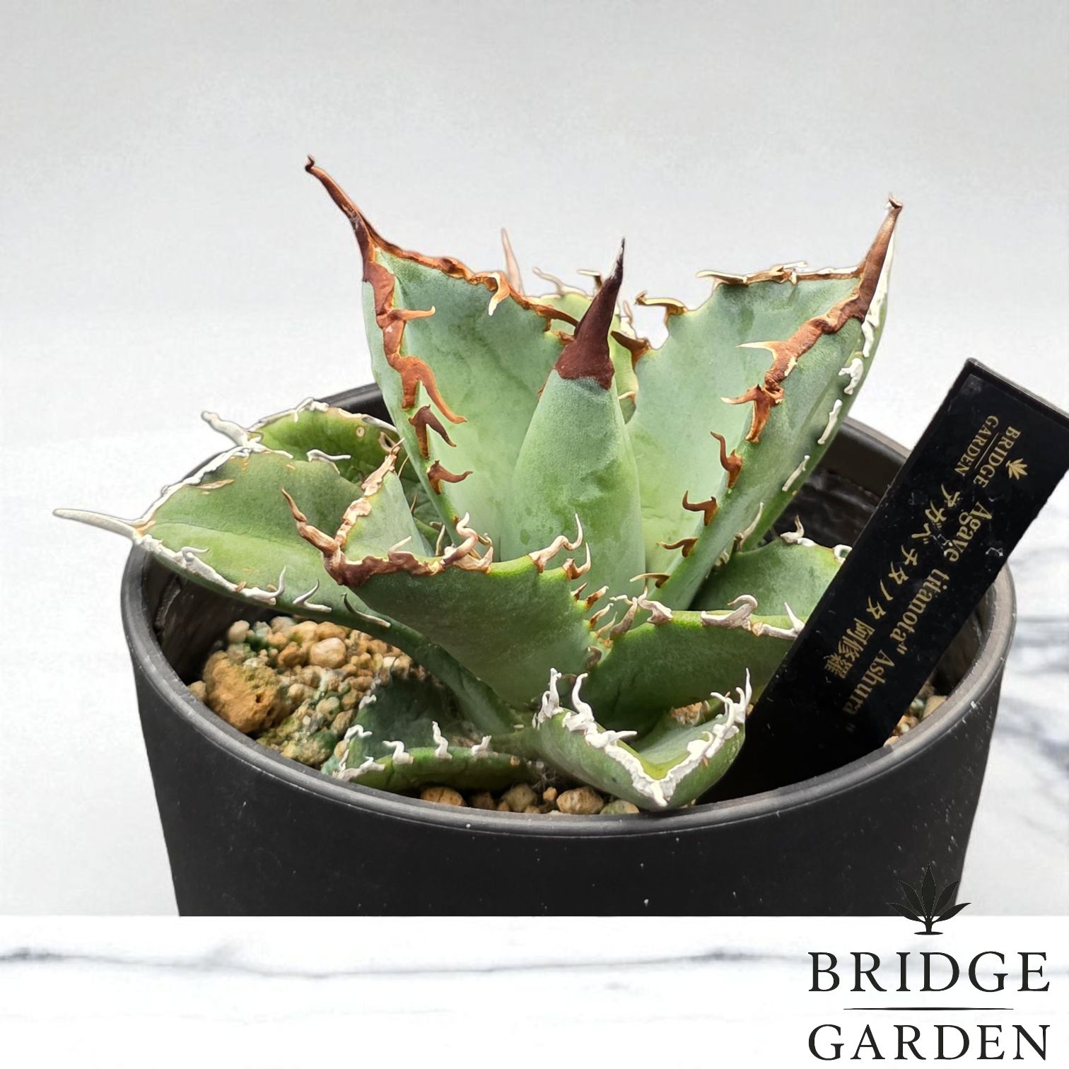 AS7 アガベ チタノタ 阿修羅 親株 ※鉢付きメルカリ便発送 AS7 アガベ チタノタ 阿修羅 親株 ※鉢付きメルカリ便発送 AS7 アガベ